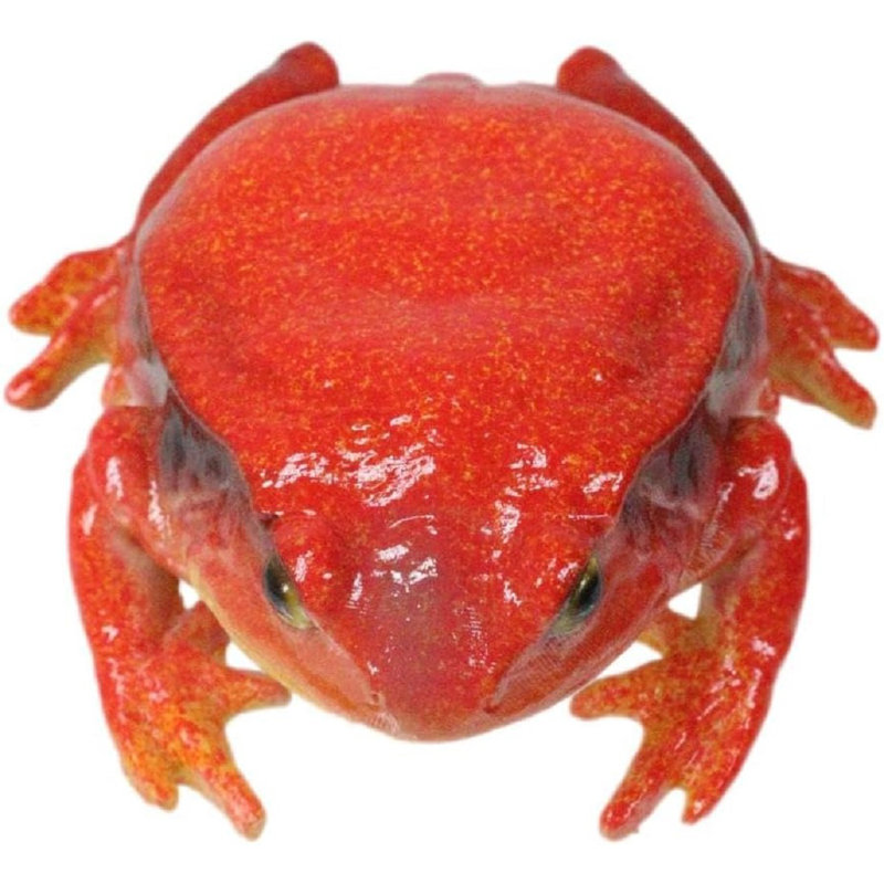 Figurine Amphibian Wild Creatures