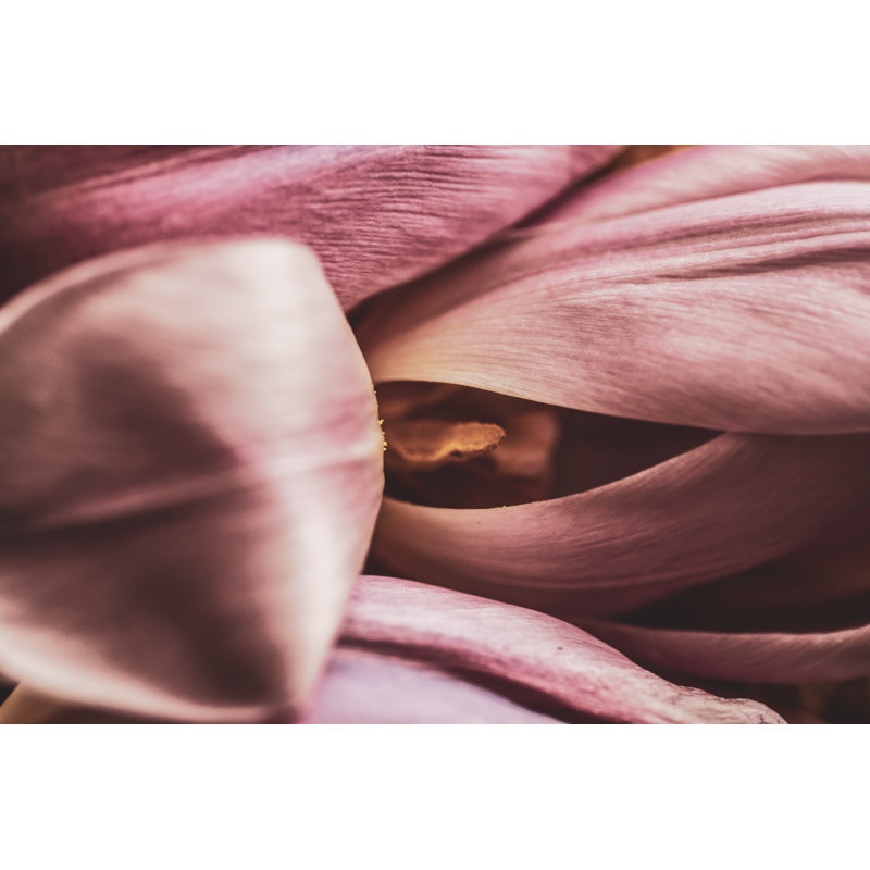 Tulips, 46cm H x 30cm W
