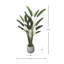 Bird of Paradise in Fiberstone Planter