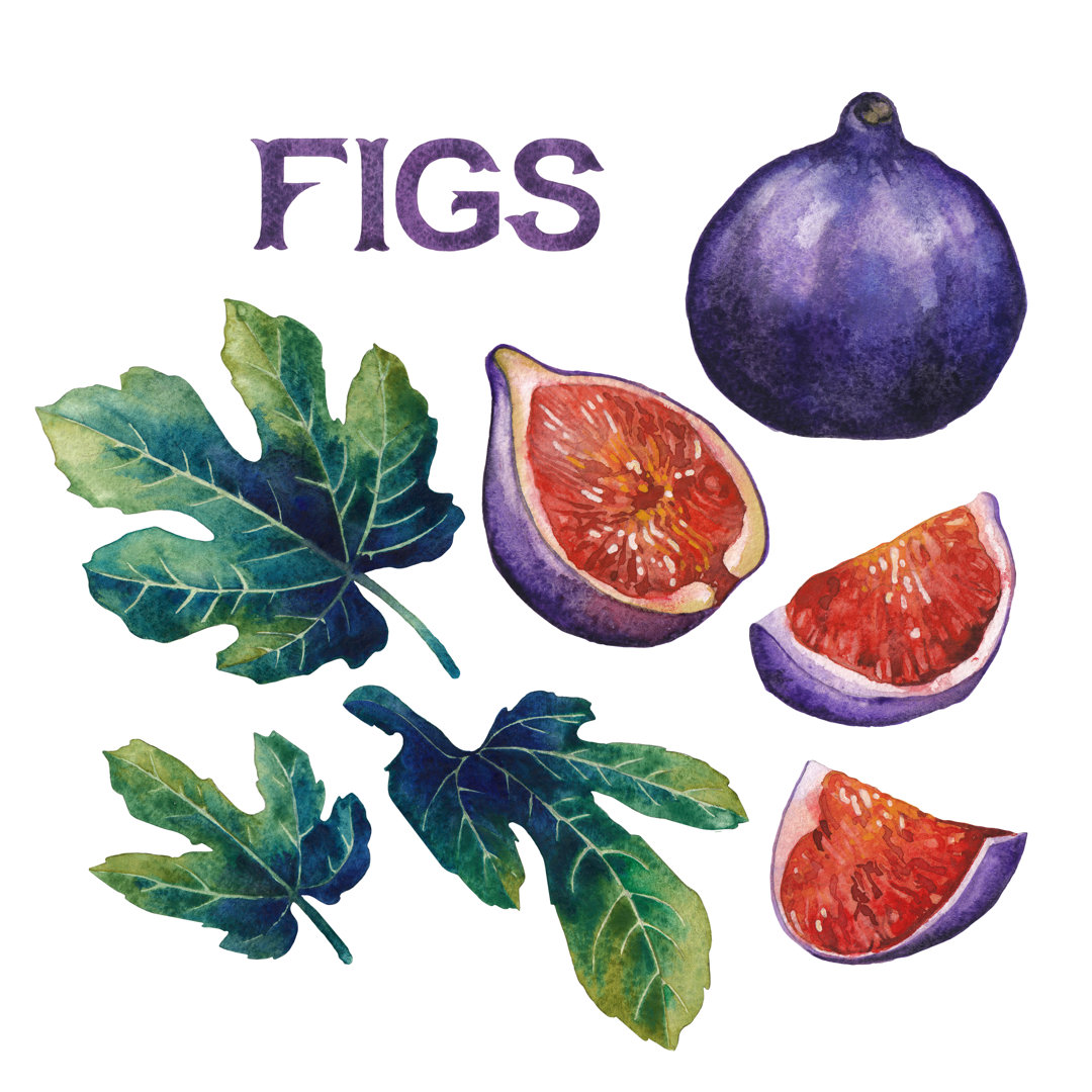 Watercolor Fig Fruits von Homunkulus28 - Leinwanddrucke