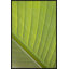 Verde Delicato Print by Karyn Millet