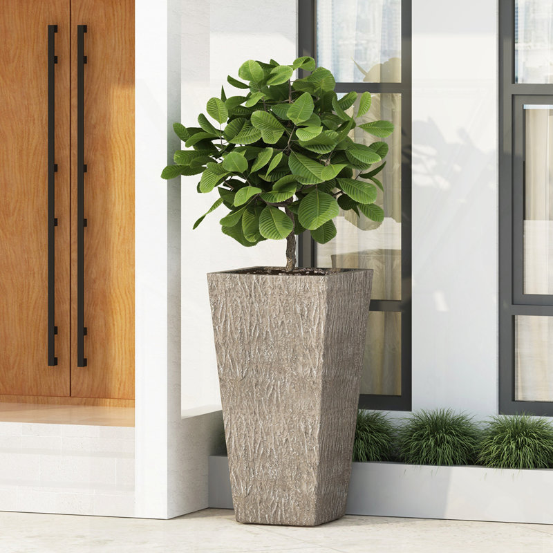 MGO PLANT, H 31 po x l 16,25 po x P 16,25 po