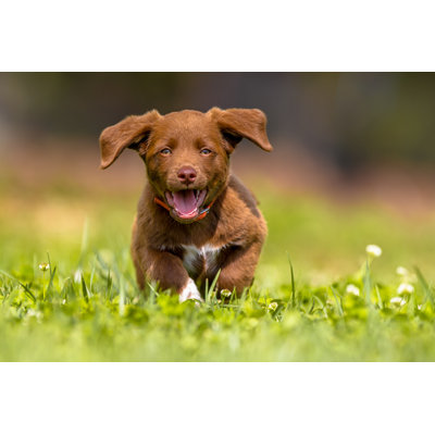 Little Dog Running With Flapping Ears by CreativeNature_nl - Wrapped Canvas Print