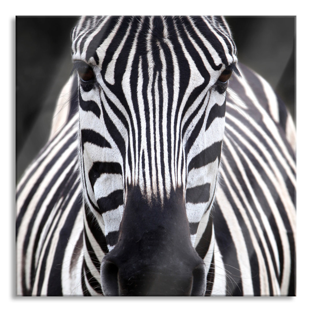 Glasbild Zebra Porträt