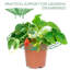 Support pour plante Temelko