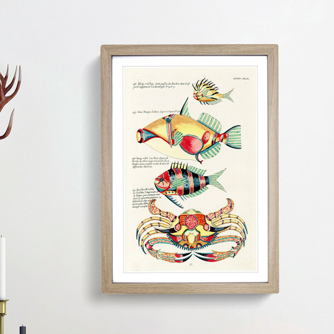 East Indies Fish & Crab Illustrations XXXIV by Louis Renard - Picture Frame Painting Print
