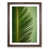 Walnut Framed