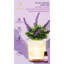 Aromatherapy Plug In