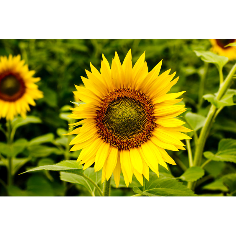 Sunflower Field by Sarra22 - Wrapped Canvas Print, 30cm H x 46cm W x 3.8cm D