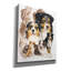 «Australian Shepherds» par Barbara Keith, peinture sur toile tendue