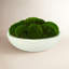 5" Artificial Moss Plant in Planter-729850857