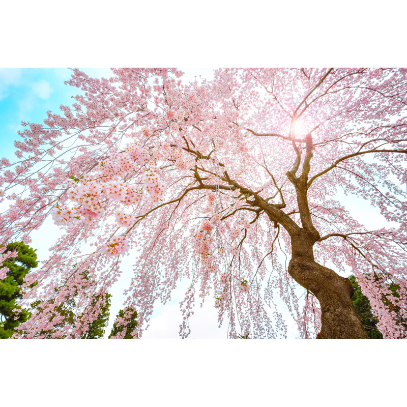 Cherry Blossom In Hirosaki - Wrapped Canvas Print, 81cm H x 122cm W