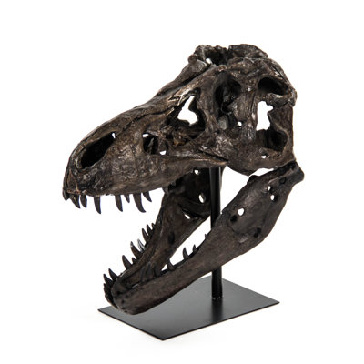 Crâne de dinosaure avec base