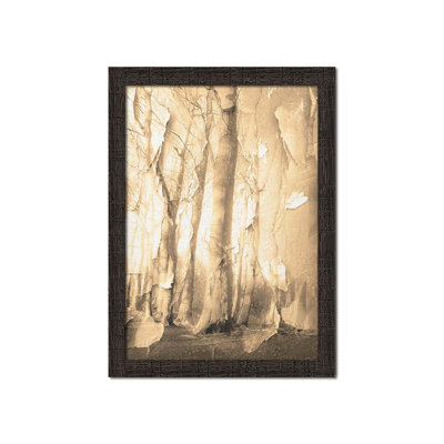 Peeling Birches by Hal Halli. Paper Print - Mounted & Framed with Clear Acrylic