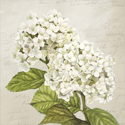 «Hydrangeas III (Neutre)» par Remy Dellal, art mural sur toile