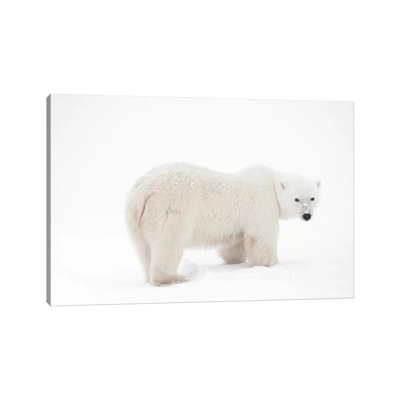 Canada, Manitoba, Churchill. Ours polaire sur une toundra gelée par Jaynes Gallery - Photographie sur toile tendue