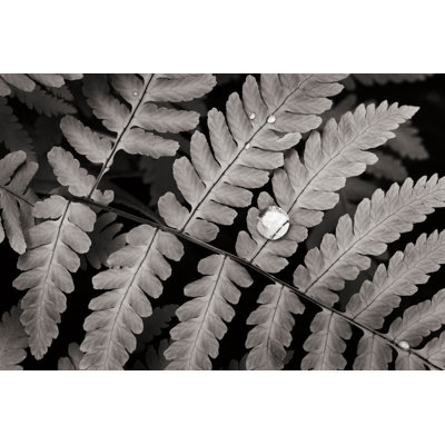 Oak Fern - Wrapped Canvas Print