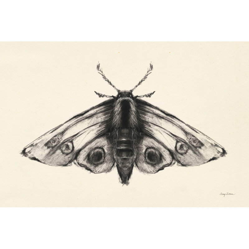 Moth II - peinture sur toile tendue, H 20 po x l 30 po