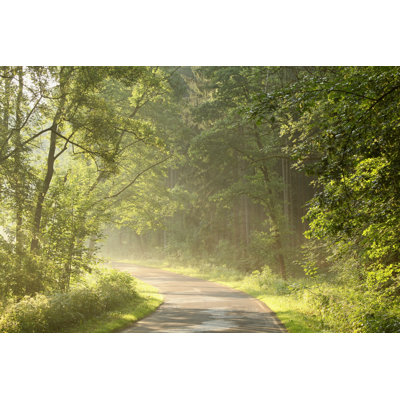 Deciduous Forest - Wrapped Canvas Print