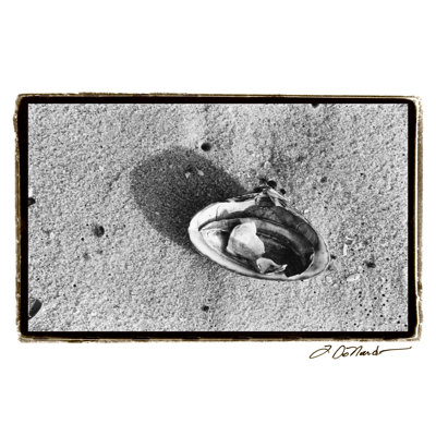 Sand Treasures VI by Laura DeNardo - Wrapped Canvas Art Prints