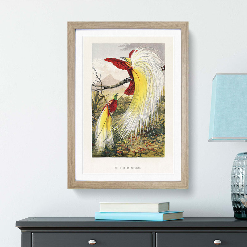 Two Birds of Paradise by Benjamin Fawcett - Picture Frame Painting Print, 65cm H x 48cm W x 2cm D, Oak Framed