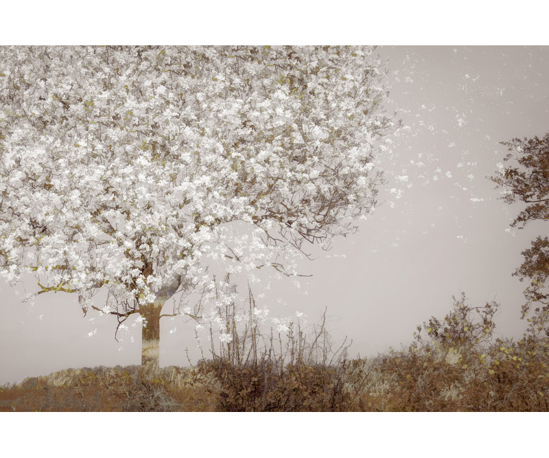 Wrapped Canvas Print, 50.8 cm H x 76.2 cm W