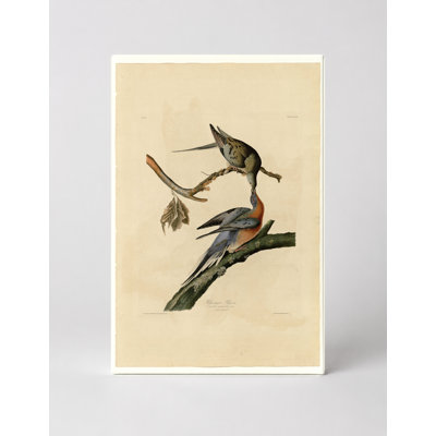 Passenger Pigeon (Plate LXII, 1827) — Portrait Canvas Wall Art