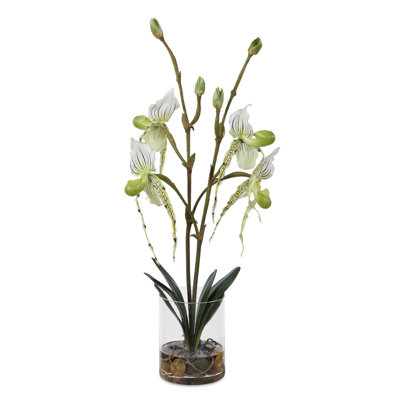 Sabot de Vénus en vase de verre