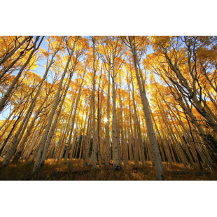 https://assets.wfcdn.com/im/14082505/resize-h310-w310%5Ecompr-r85/2429/242910305/aspen-trees-on-canvas-by-donyanedomam-print.jpg