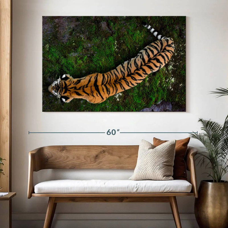 Brampt Tiger From Above, 34" H x 51" W