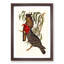 Gang-Gang Cockatoos by Elizabeth Gould - Picture Frame Painting Print-55578759-55578758