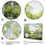 «Birch Woods Spring Awakening IV», reproduction sur toile-876208715-876208718