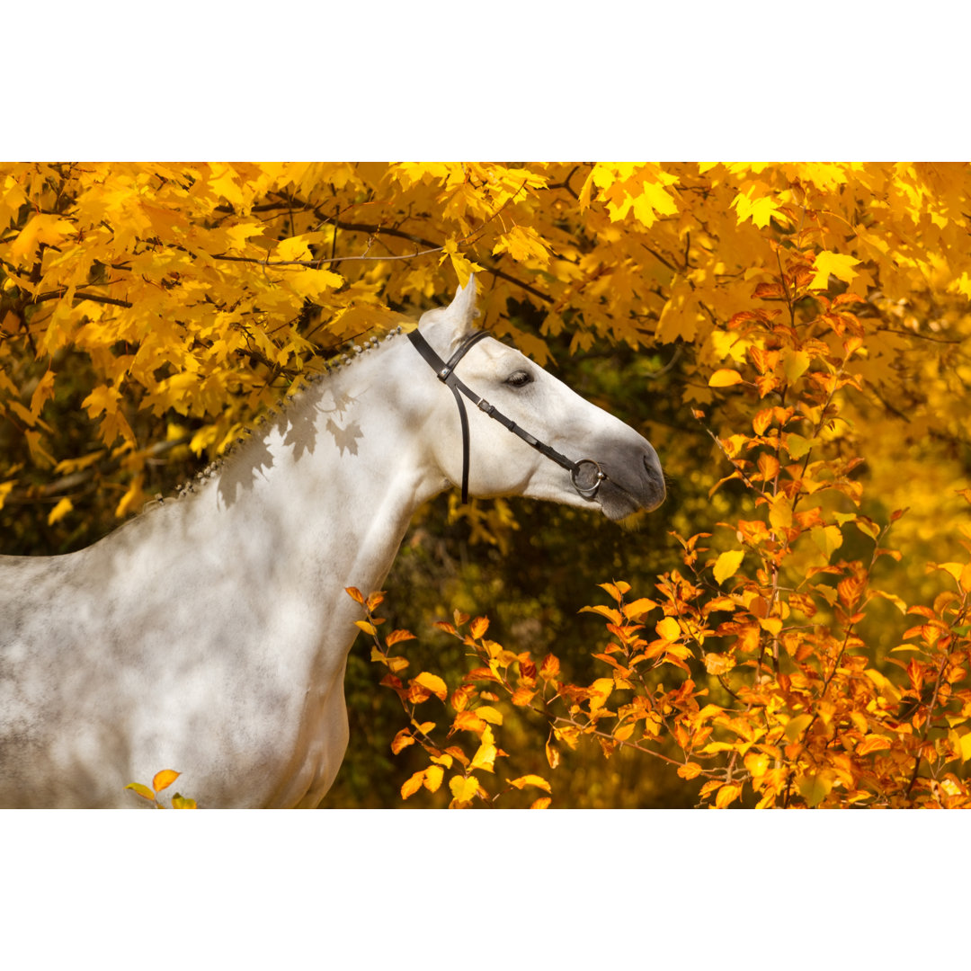 Leinwandbild Horse in Autumn Park von Callipso