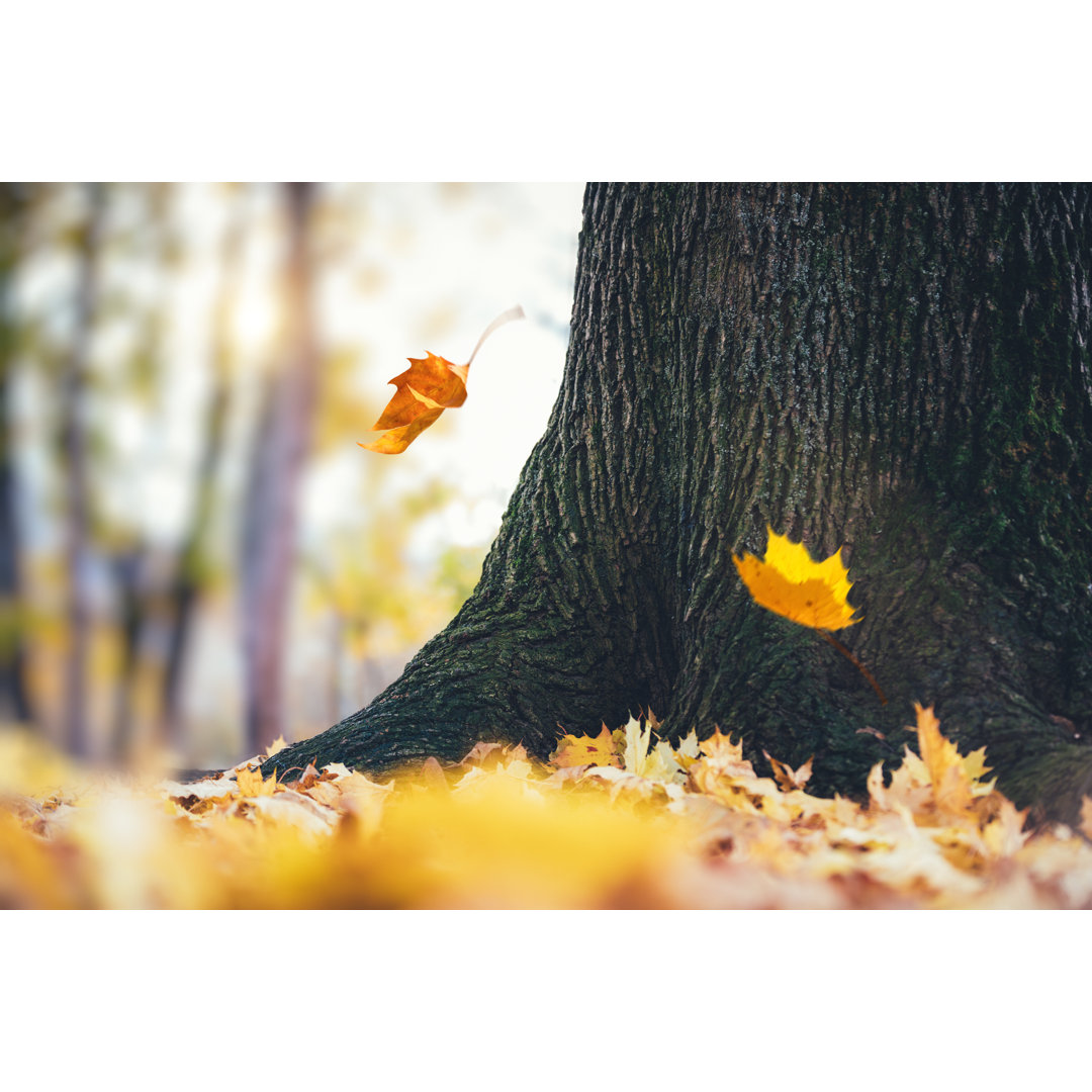 Herbstblätter fallen vom Baum