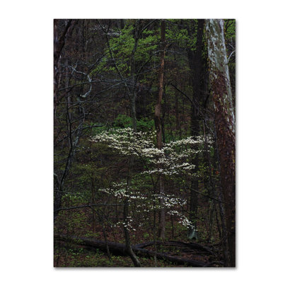 Cattima «Dogwood Trees in the Forest», reproduction de photo sur toile tendue