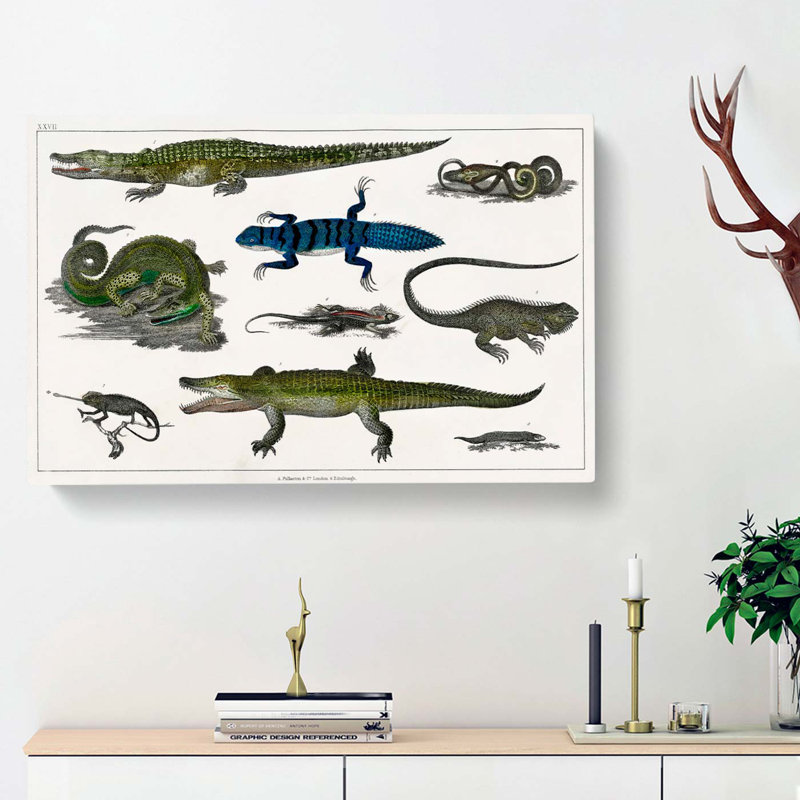 Various Reptiles XXVII by Oliver Goldsmith - Wrapped Canvas Painting, 35cm H x 50cm W x 3cm D