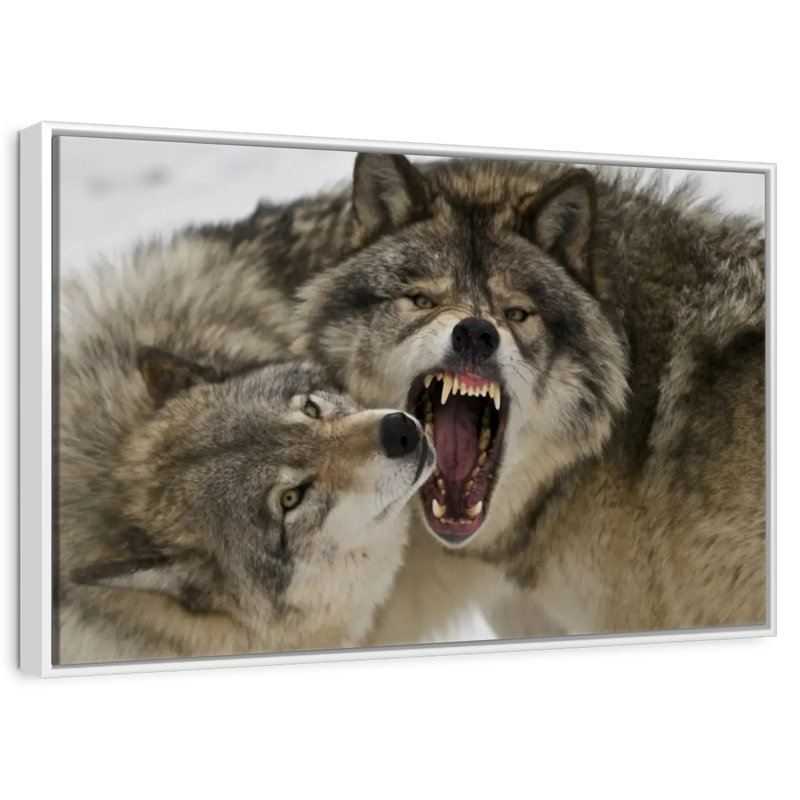 Combat de loups, Cadre flottant blanc, 37 po x 25 po