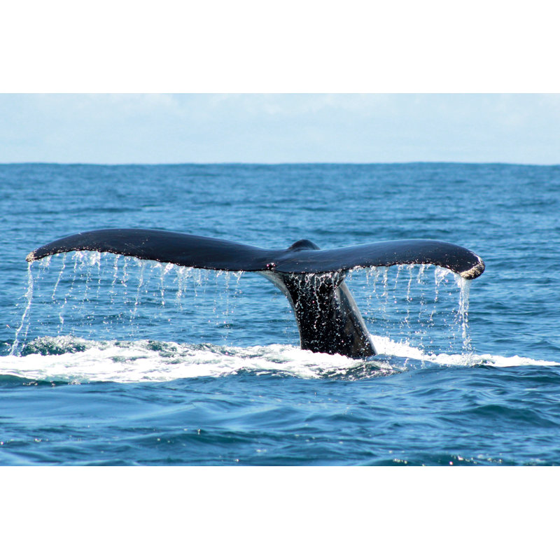 Whale Tail - Wrapped Canvas Print, 20cm H x 30cm W x 3.8cm D
