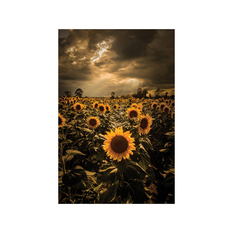 Sunflowers by Enzo Romano - Wrapped Canvas Print, 45.72cm H x 30.48cm W x 1.91cm D