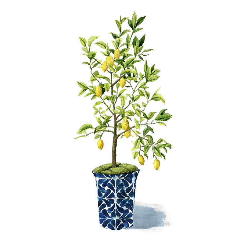 Arbre fruitier II, H 18 po x l 12 po
