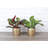 Live Prayer Plant Set in Classic Pots-78391162
