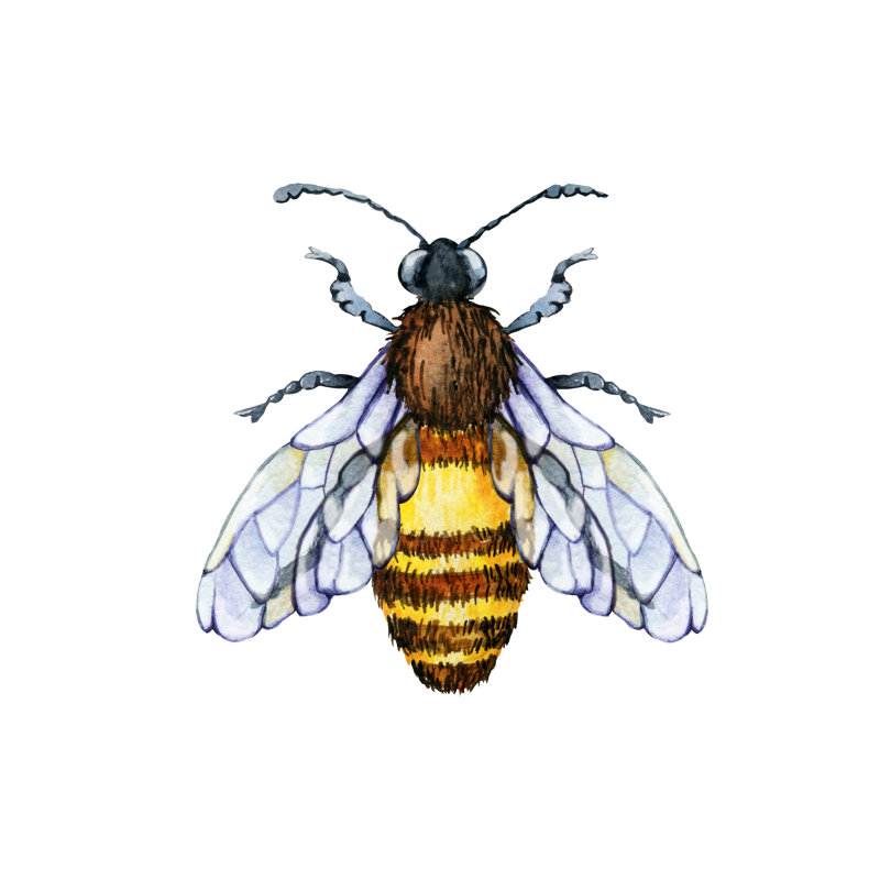 Giardina Bee On White Background - Wrapped Canvas Print, 30cm H x 30cm W x 3.8cm D