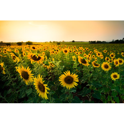 Sunflowers by Gopfaster - Wrapped Canvas Print