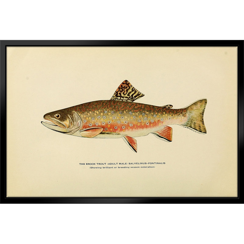 " Brook Trout Illustration " by Stanley Print House, 16" W x 20" H