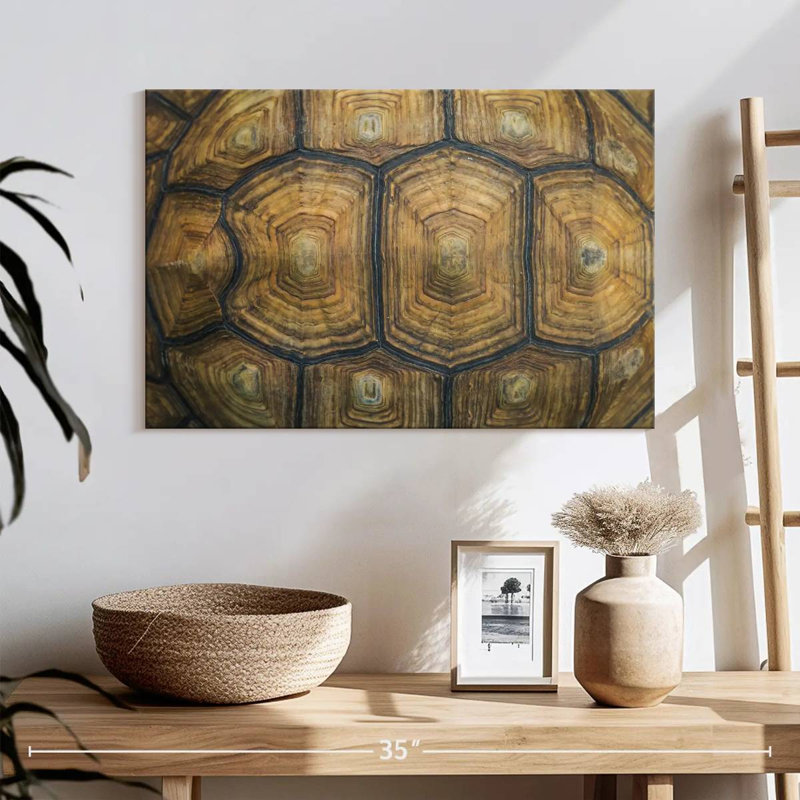 Brampt Giant Tortoise Shell, 16" H x 24" W