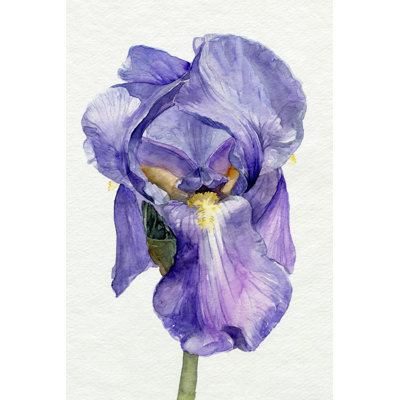 " Iris In Bloom II " by Jennifer Paxton Parker Painting Print