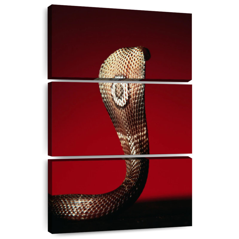 Brampt Cobra, 38" H x 24" W