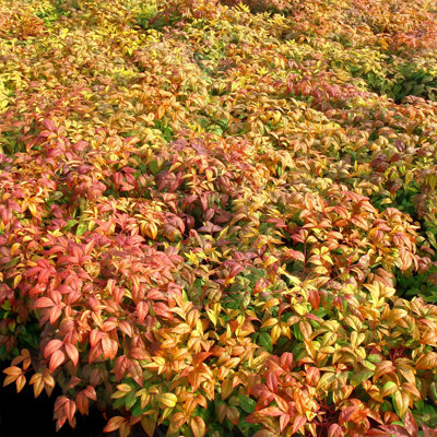 1 gal. Nandina Fire Power (4-Pack)