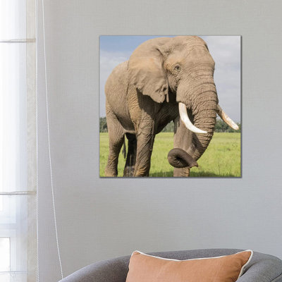 Africa, Kenya, Maasai Mara National Reserve. Elephant Close-up. 1 Piece Wrapped Canvas Wall Art