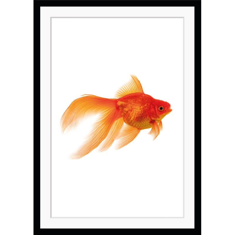 Goldfish - Single Picture Frame Print, 50 cm H x 60 cm W